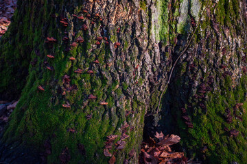 green moss on the wall