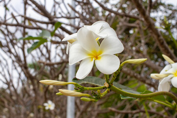 The Sweet Smell Of White Plumeria  summer garden