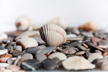 Seashell on a background of stones. Marine background.