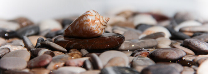 Seashell on a background of stones. Marine background.