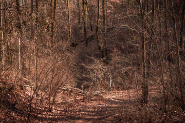 tree in the woods