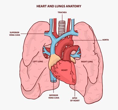 HEART AND LUNGS ANATOMY ILLUSTRATION VECTOR