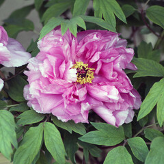 ピンク色の牡丹　冬の八重牡丹