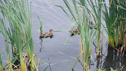Naklejka premium ducks swim on the pond, grass grows nearby