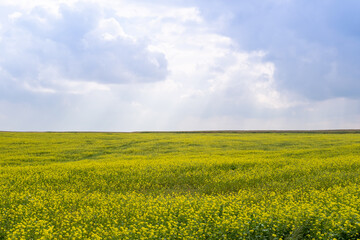 Obraz premium Scenic yellow field of canola flowers and cloudy sky