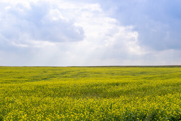 Scenic yellow field of canola flowers and cloudy sky