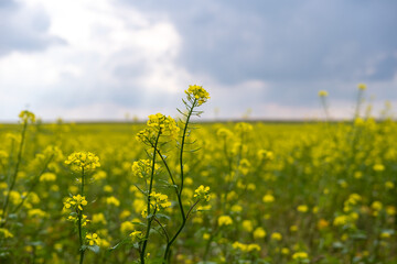 Obraz premium Canola flowers on a blurred сanola field background. Scenic yellow field