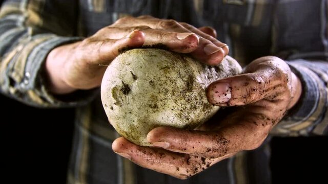 Close up shot of freshly harvested turnips with dirt in the hands of the farmer with black background. Filmed in slow motion.