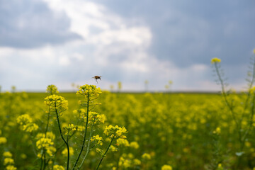 Bee flying over canola flowers on a blurred сanola field background. Scenic yellow field