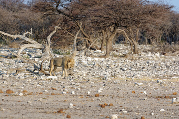 Un lion se promène dans la savane Africaine, Namibie