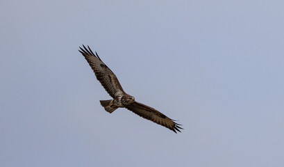 Common Buzzard(Buteo buteo) in flight