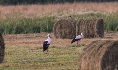 Obraz na płótnie Canvas White Stork(Cicionia cicionia) among hay bale