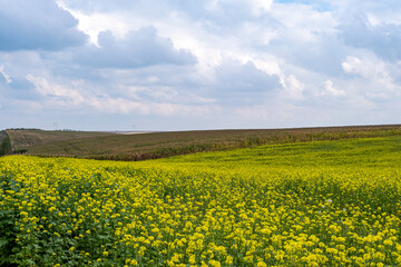 Obraz premium Scenic yellow field of canola flowers and cloudy sky