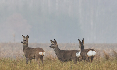 Winter landscape of roe deer herd