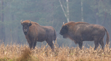 European Bison herd in mist