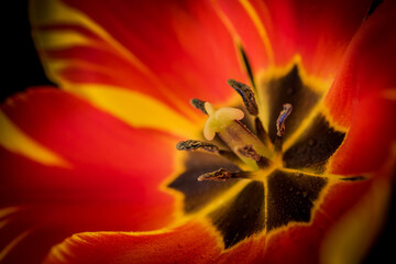 Detalle de tulip&aacute;n  rojo abierto