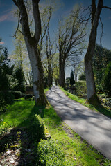 Fototapeta na wymiar langer Weg Bergauf durch einen Friedhof durch Bäume hindurch
