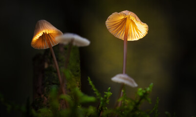 flower in the morning © Sieku Photo
