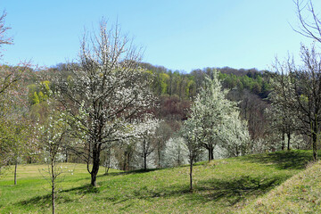 Obraz premium Spring landscape with blossoming fruit trees (Kaiserstuhl hills, Baden, Germany)