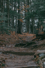 Obraz premium Forest Path