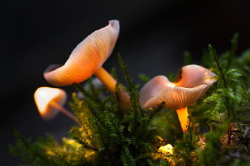 orange cap boletus © Sieku Photo