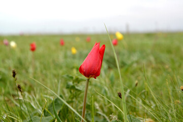 Red steppe tulip Schrenka spring day. Kalmykia