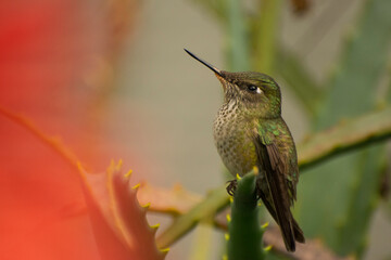 Picaflor chico - Sephanoides sephaniodes - © Juan Antonio 