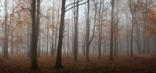 fog in the forest © Sieku Photo