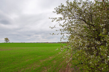 Fototapeta na wymiar Cherries with white flowers on a spring day