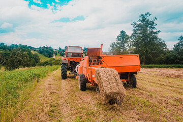 Obraz premium Pressing hay into bales, old working press, harvesting and harvesting dry fodder.