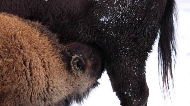 baby bison calf feeding winter slow motion hitting cow with head