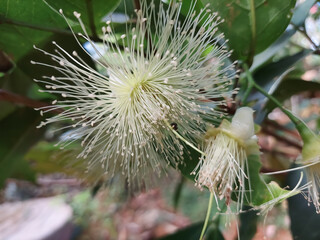 Syzygium jambos is a species of rose apple originating in Southeast Asia and occurring widely elsewhere, having been introduced as an ornamental and fruit tree