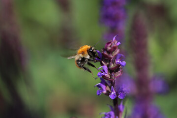 Bee sucks the nectar of a flower