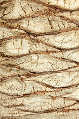 Detail of the upper trunk of a palm tree whose leaves have been pruned, texture pattern of the palm tree.