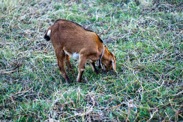 A goat eating green grasses in a field, captured from the back c