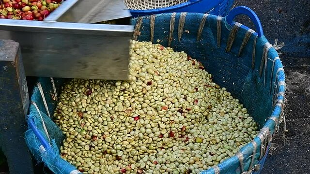 Steel Machine Engaged in Coffee Fruit Hulling Process. Coffee bean peeling machine with water, Fresh coffee beans milling in the machine, Wet process with coffee beans recently ripe, Thailand.