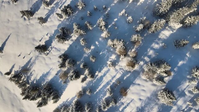 beatuiful italian alpes while wintertime with trees full of snows and an incredible sunset.