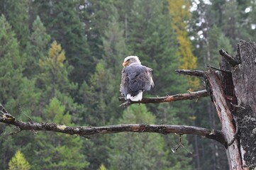 Bald Eagle Perched in the Forest