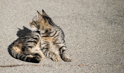 Little cat abandoned on the street. The cat is injured in one leg