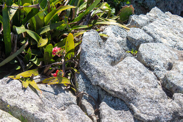 Flor e rocha de Praia localizado na praia de Quatro Ilhas, Bombinhas, sc, br