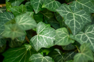 Hedera helix detail of green leaves, poison ivy evergreen plant, green foliage on branches