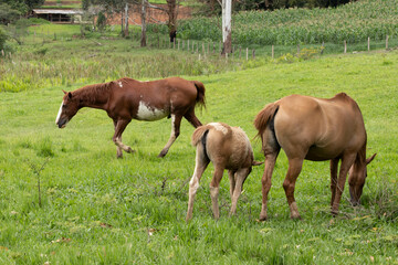 Fototapeta premium horse
