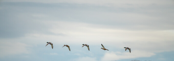 Ducks flying in a row