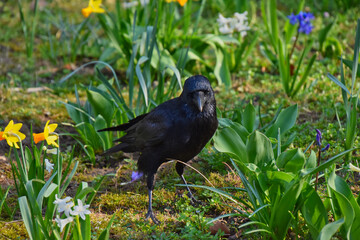 Rabenvögel (Corvidae) - Krähe (Corvus frugilegus)