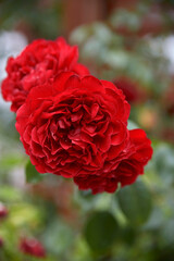 Beautiful perfect red roses in close-up.