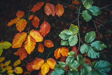 rote und grüne Herbstblätter