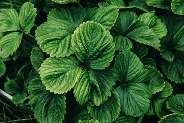 Strawberry leaves background. Green foliage texture, close up