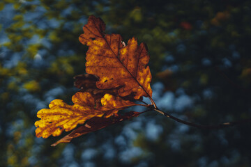 Eichenblätter im Herbstlicht