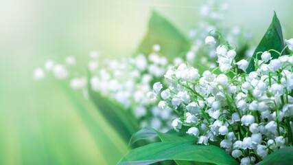 Lily of the valley (Convallaria majalis), blooming spring flowers, closeup with space for text - obrazy, fototapety, plakaty