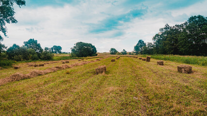 Dried grass and bales in the field, pressed hay in the field.